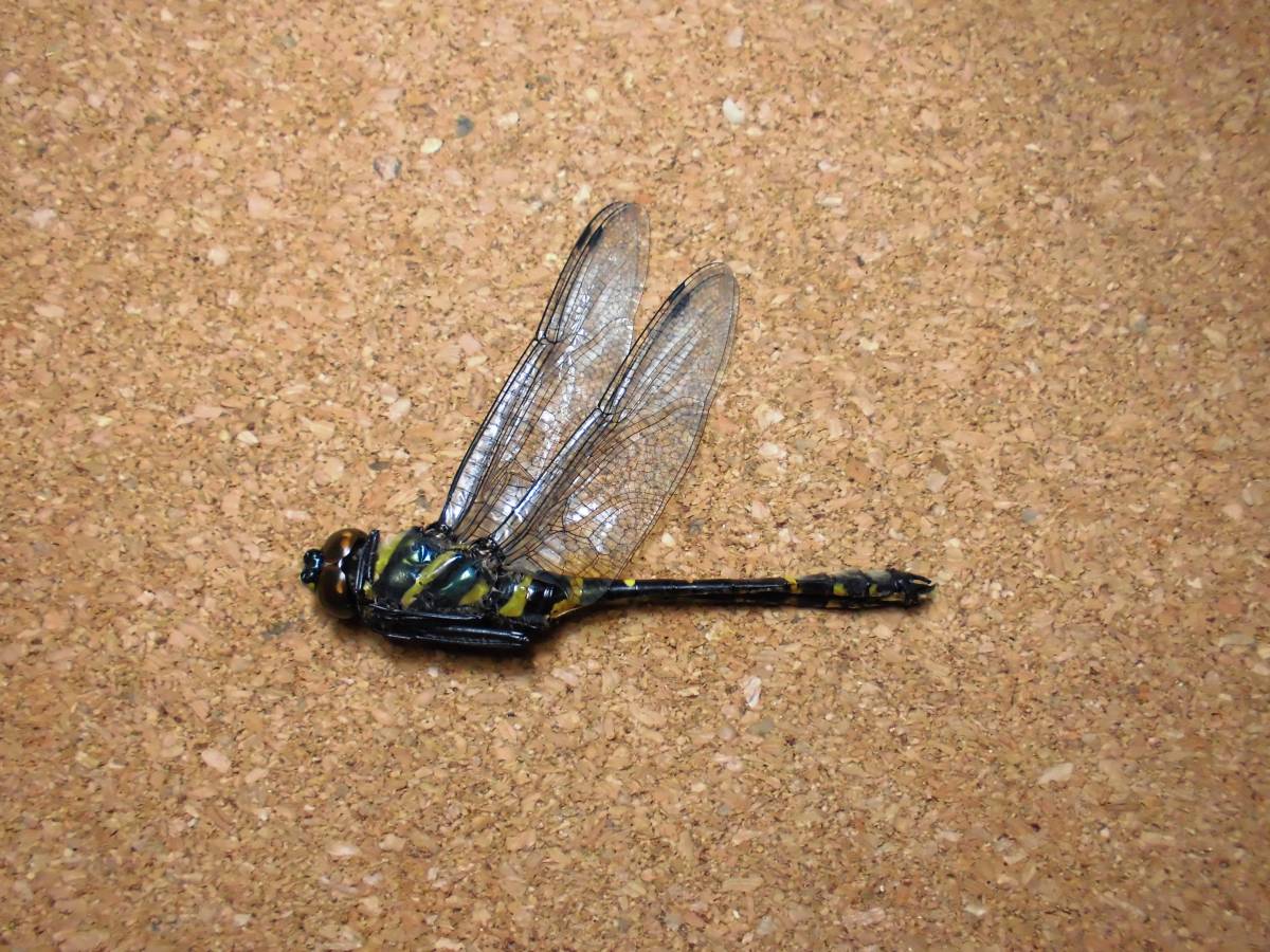 オオヤマトンボ ♂ 雄 オス ヤンマ とんぼ トンボ 昆虫 標本 東京産 検) 原色日本昆虫図鑑 ネアカヨシ ヤブ マルタン ヤンマ クロスジギン拍卖