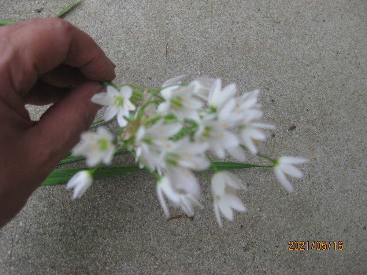 アリウム・ロゼウム種 5個拍卖