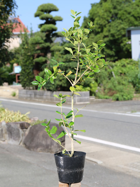 チャイニーズホーリー 0.6m 15cmポット 10本 苗拍卖