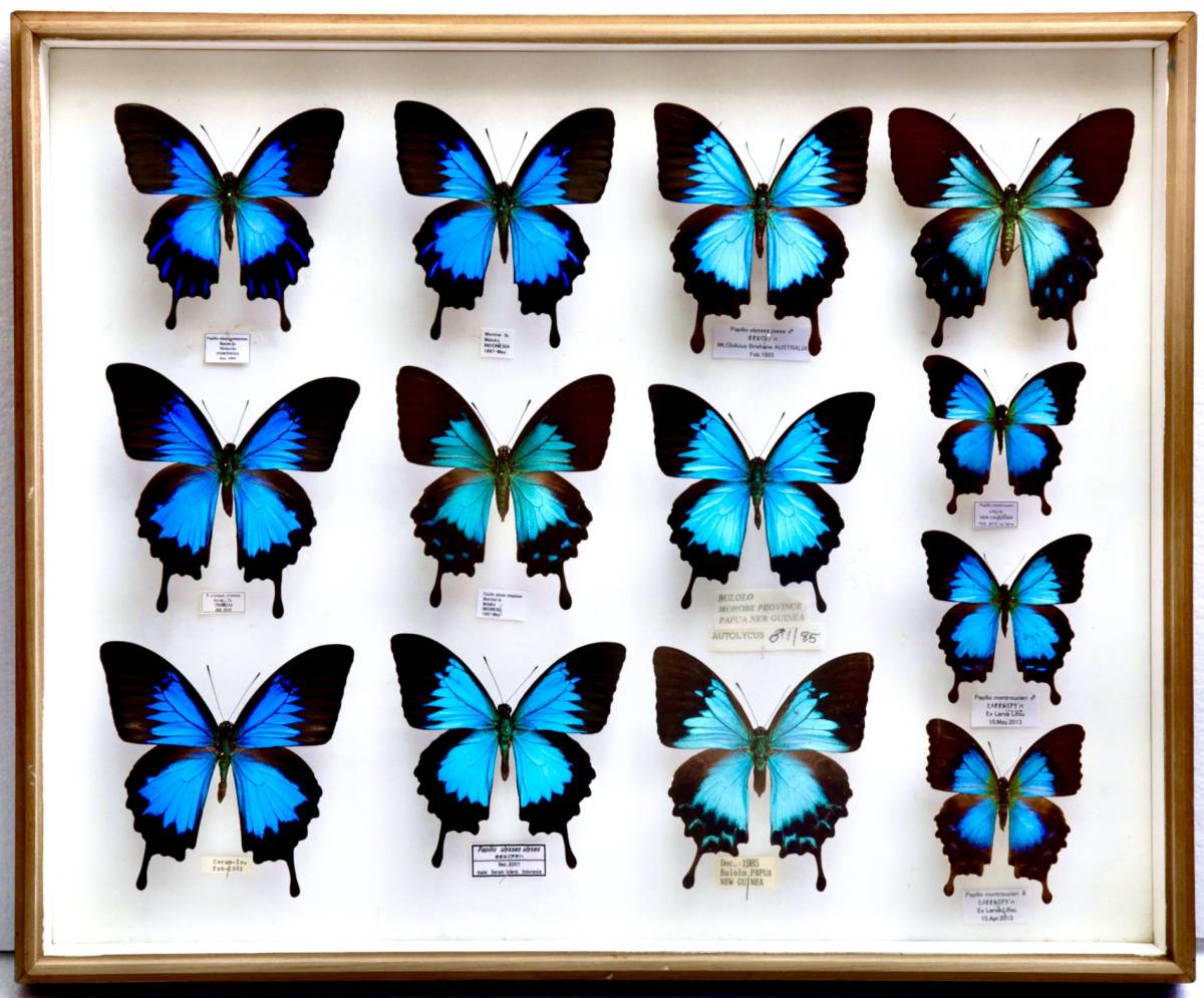完品 蝶標本 オオルリアゲハ・ヒメオオルリアゲハ 野外品 Papilio ulysses ・Papilio montrouzieri 産地別 コレクション 研究用 ドイツ箱拍卖