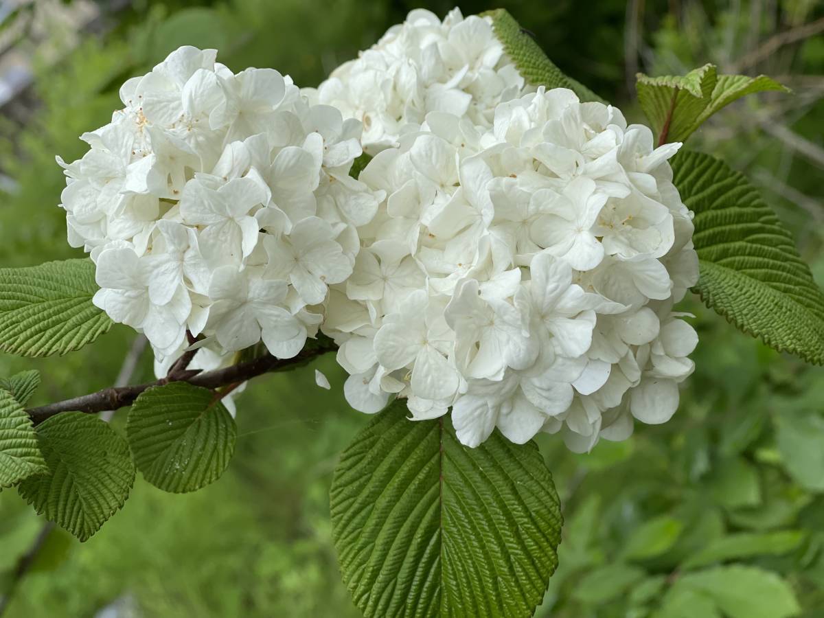 高級バニラ色 オオデマリ 挿し穂 6本 ◆ 送料無料 庭木 紫陽花風アナベル系◆可憐で上品な庭木◆ ゆうパケット発送拍卖