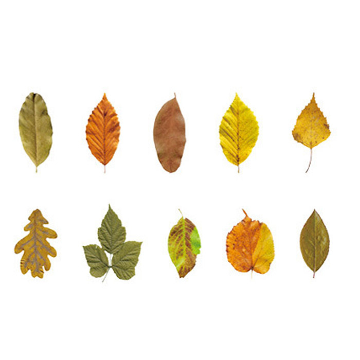 30枚 シール 葉っぱ リーフ 透明 アンティーク ビンテージ デコステッカー アンティーク調 コラージュ レトロ 0787-4拍卖