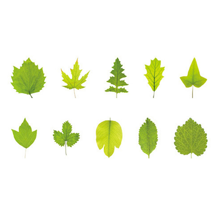 30枚 シール 葉っぱ リーフ 透明 アンティーク ビンテージ デコステッカー アンティーク調 コラージュ レトロ 0787-7拍卖