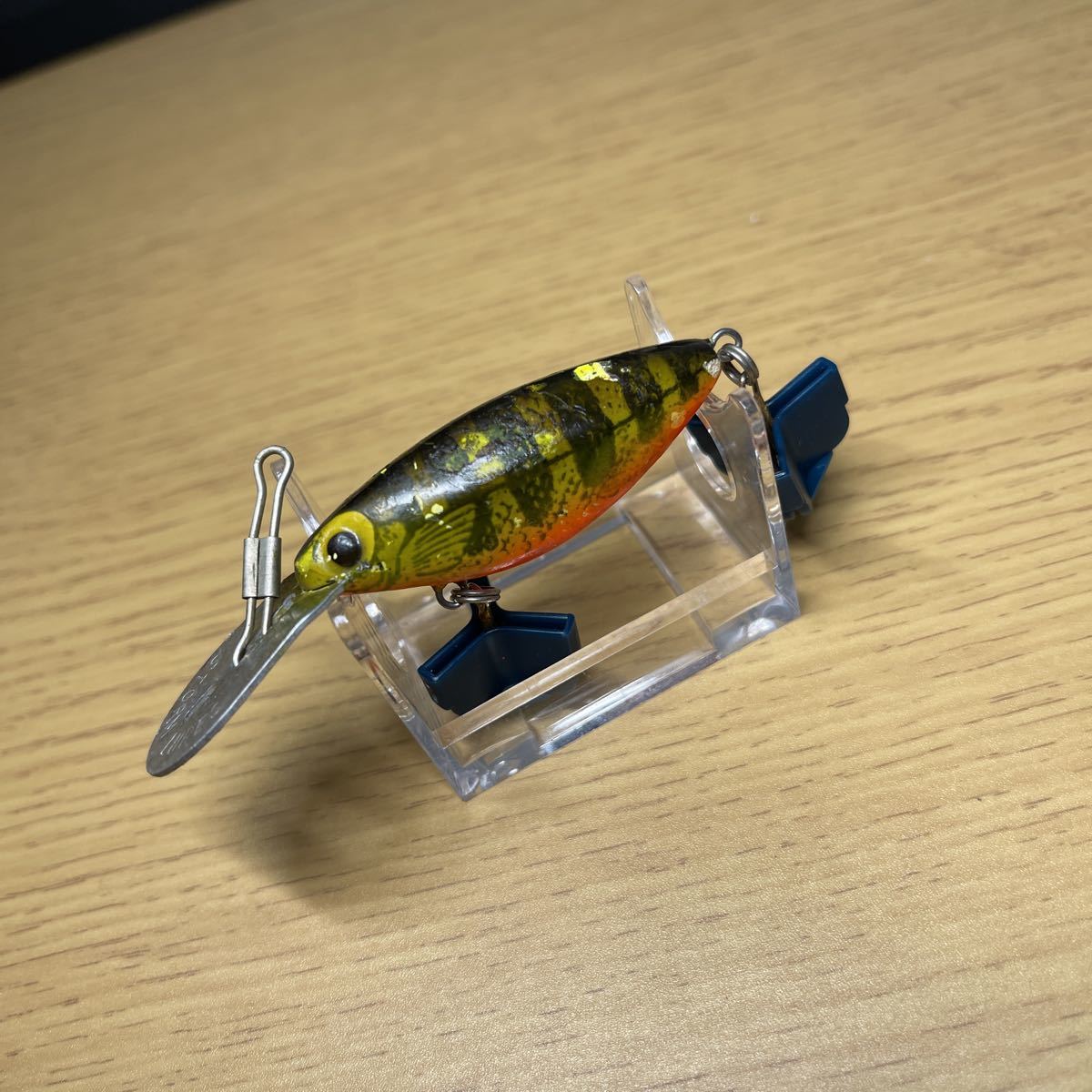 ストーム ホッテントット 約50mm (ID05410)拍卖