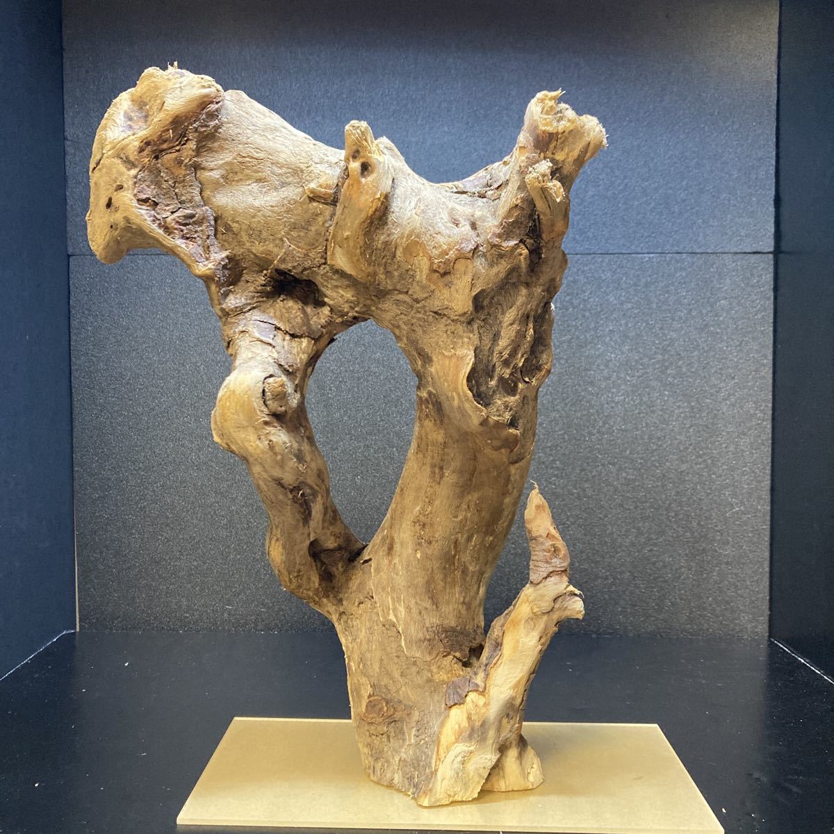 ☆sea tree☆送料無料♪アクリル板施工済み流木 1111流木/水槽/アクアリウム/テラリウム/インテリア/ADA/サンゴ/置物/拍卖