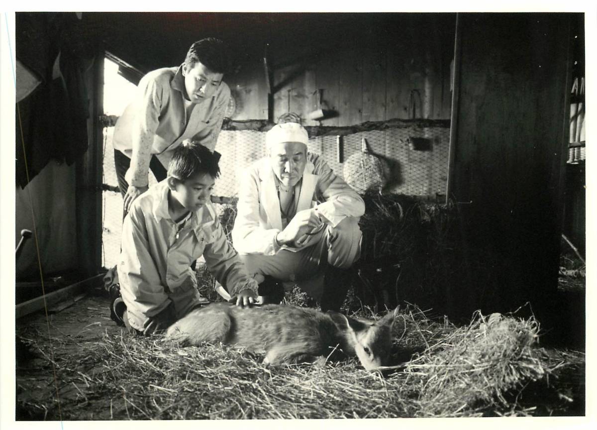 p37570『仔鹿物語』スチル 三浦友和 若村麻由美 菅井きん 宮崎美子 川谷拓三拍卖