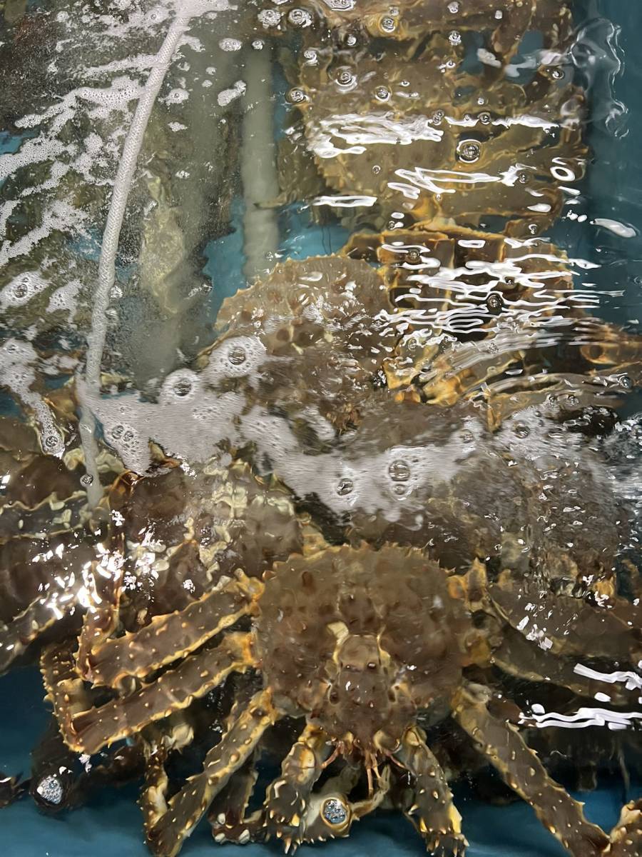 生タラバガニ1尾 約2~2.5kg ロシア 北海道 蒸す 煮る(塩ゆで、鍋) 焼く 汁(みそ汁)拍卖