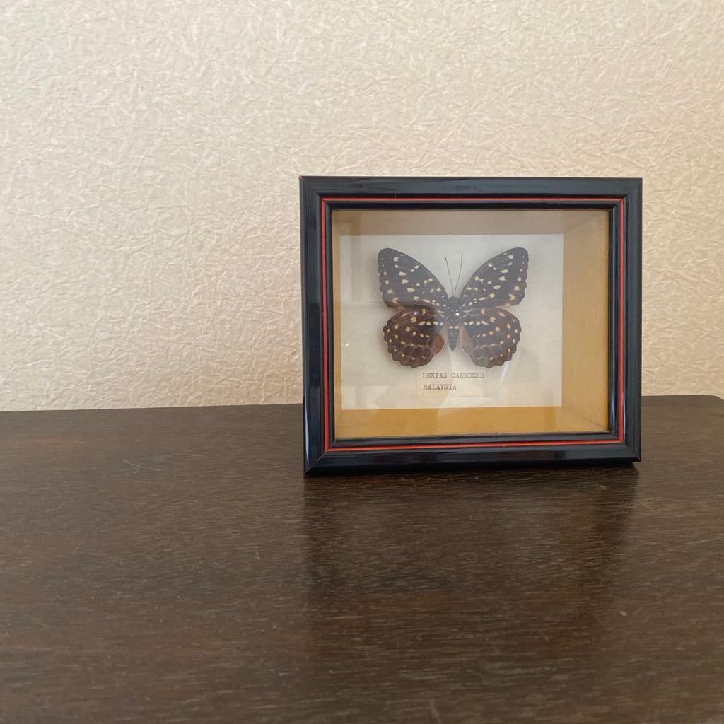 蝶 ちょうちょ 標本 インテリア 飾り 海外購入品 値下げ拍卖