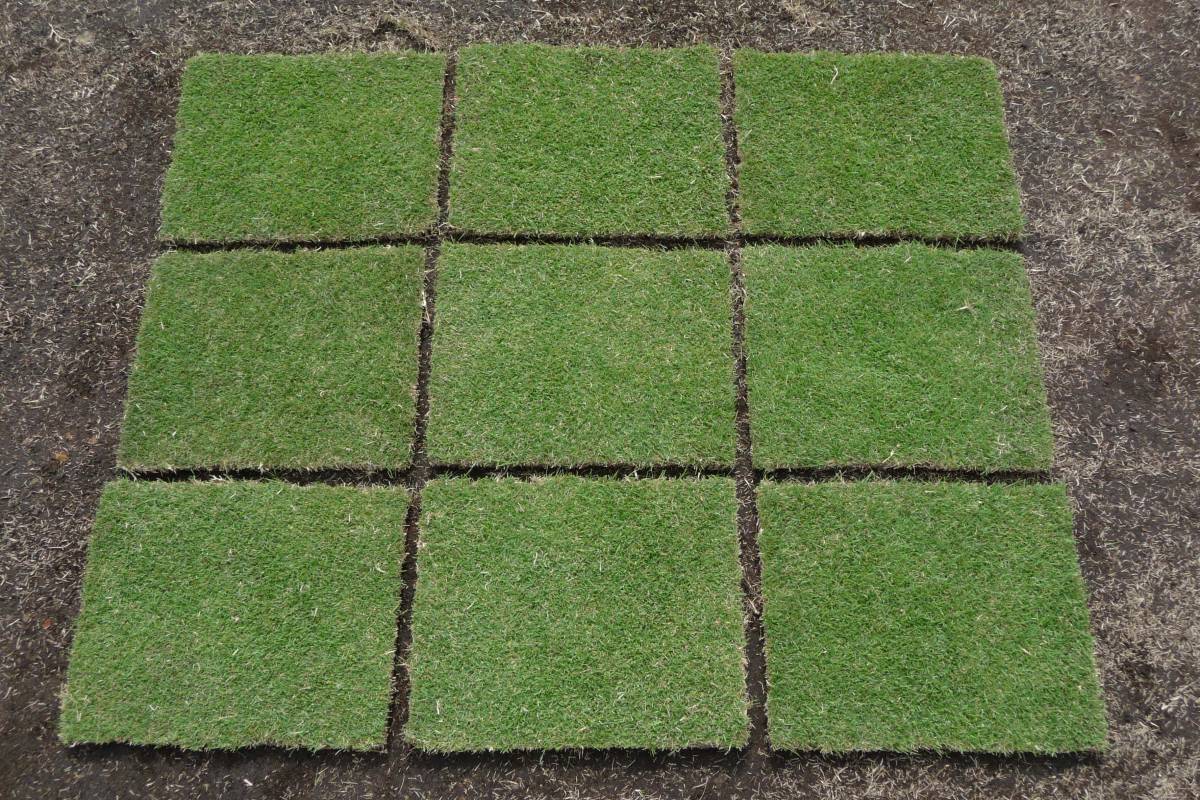 鳥取県産 山陰プラート 厳選 姫高麗芝 1平米 増量キャンペーン開催中! 減農薬 芝生 19拍卖