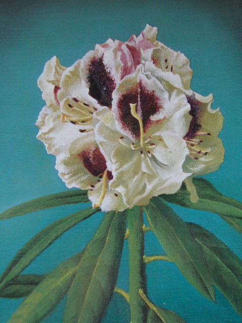 奥谷博、「石南草」、希少な額装用画集より、新品高級額装付、送料無料、日本人画家、yoni拍卖