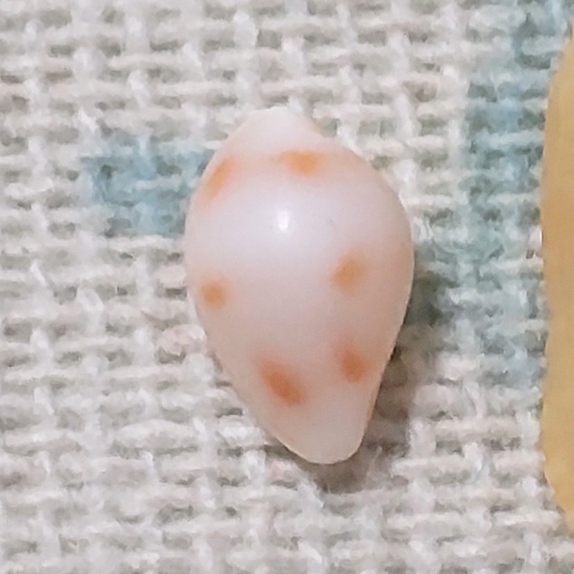テンロクケボリ テンロクケボリガイ ウミウサギ ウミウサギガイ 微小貝 貝がら 貝殻 貝 コレクション ピンク ケボリガイ拍卖