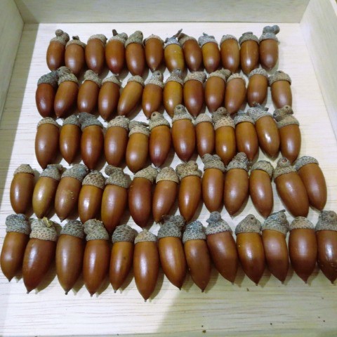 【煮沸消毒済】帽子付き 約60個 高さ約2.7~3.0cm どんぐり マテバシイ 木の実 ハンドクラフト 手芸 工作 リース⑤拍卖