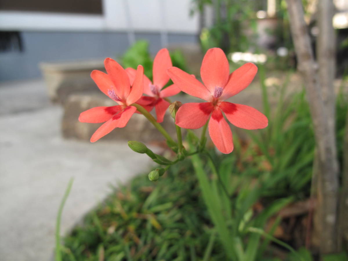 ヒメヒオウギの種(20粒) 可愛い花 可憐な花拍卖