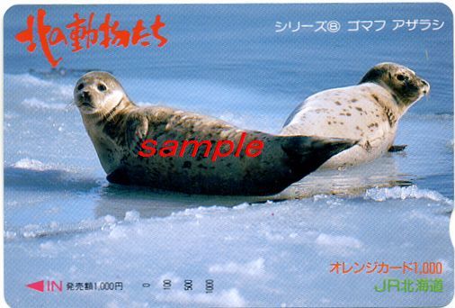 JR北海道オレンジカード(未使用)北の動物たちシリーズ8 ゴマフアザラシ拍卖