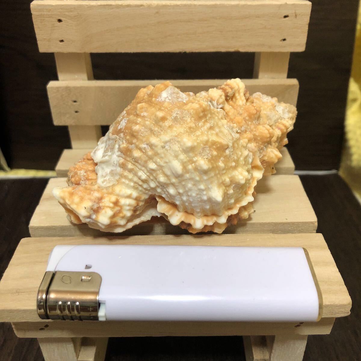 YK-1295 ボラガイ ボラ貝 ぼら貝 長さ 約11cm 重量 約121g 詳細種不明 沖縄 海 貝殻 貝 アンティーク 置物 オブジェ拍卖