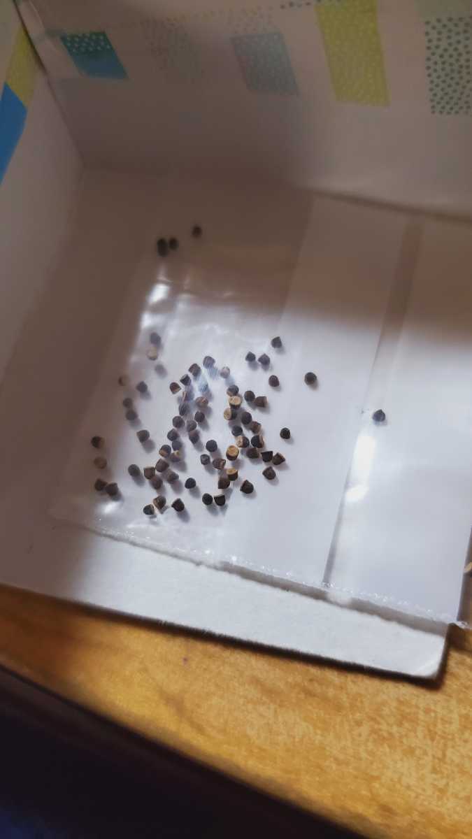 ノトカクタス マムローサス CH1702 種子12粒拍卖
