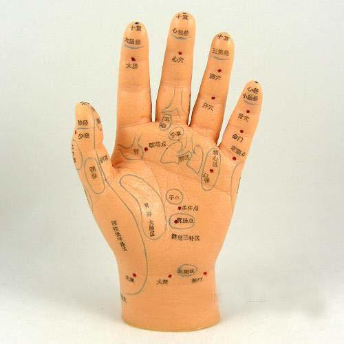 ☆格安 人体模型 手反射区・経穴模型 16㎝拍卖