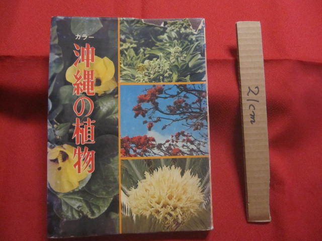 ★カラー   沖縄の植物      城間 朝教  著      新星図書  発行        【沖縄・琉球・自然・生物】拍卖