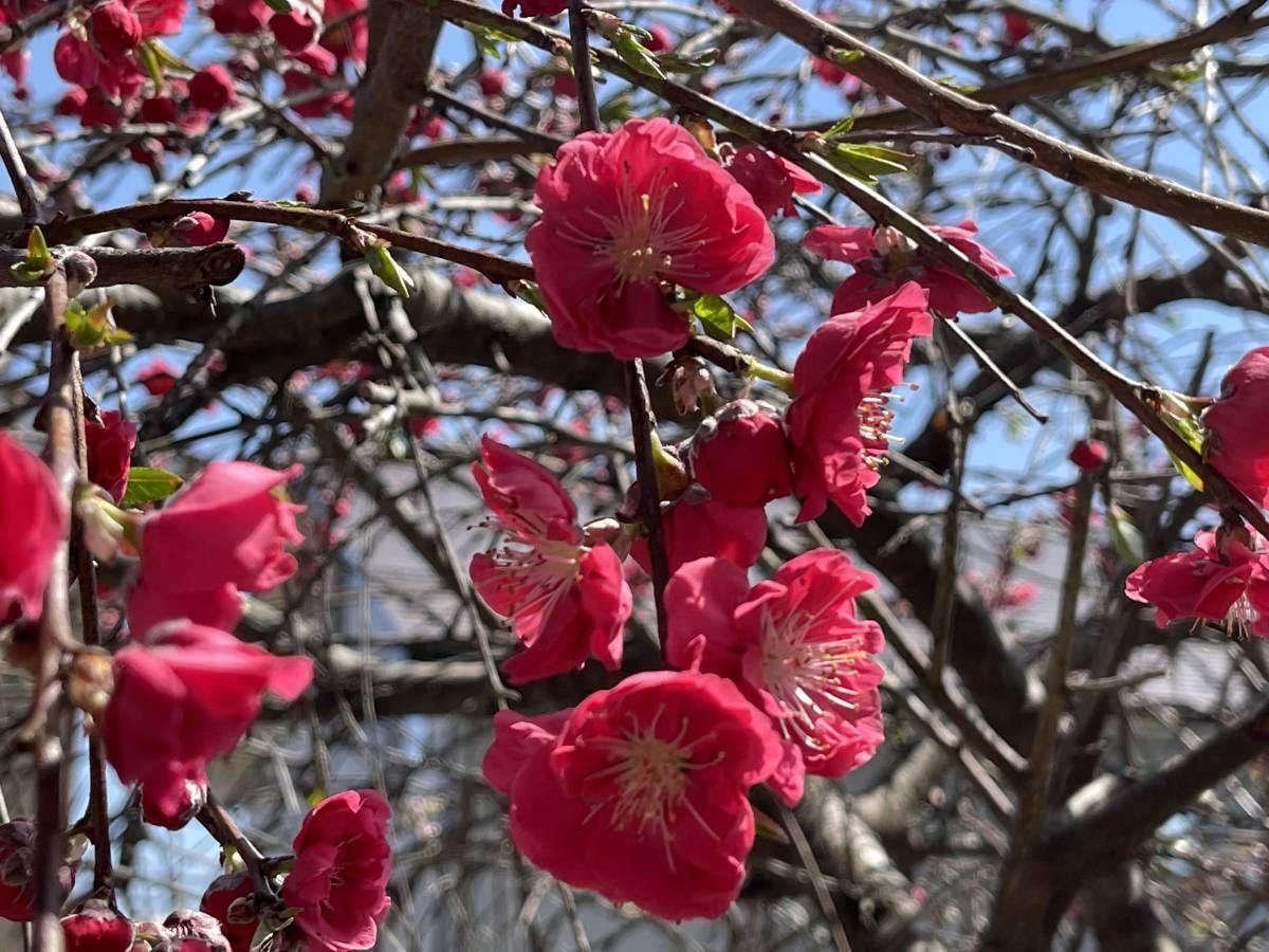 しだれ梅 挿し穂 10本 ■送料無料 し垂れ梅 / 梅 枝垂れ梅 庭木 植木 ゆうパケット 発送 しだれうめ  春の花 拍卖