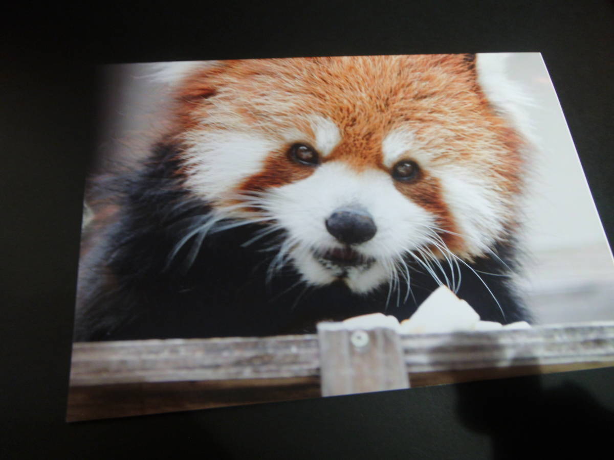 レッサーパンダ拍卖