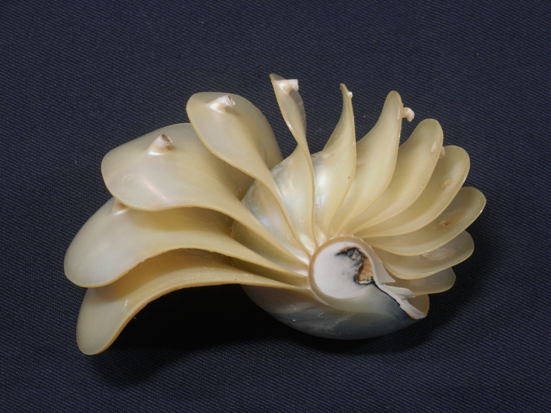 オウムガイNautilus pompilius 103.5mm拍卖