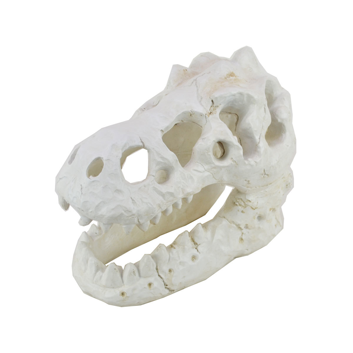 ダイナソースカル オブシェ 肉食恐竜 骨 骸骨 植物 置物拍卖