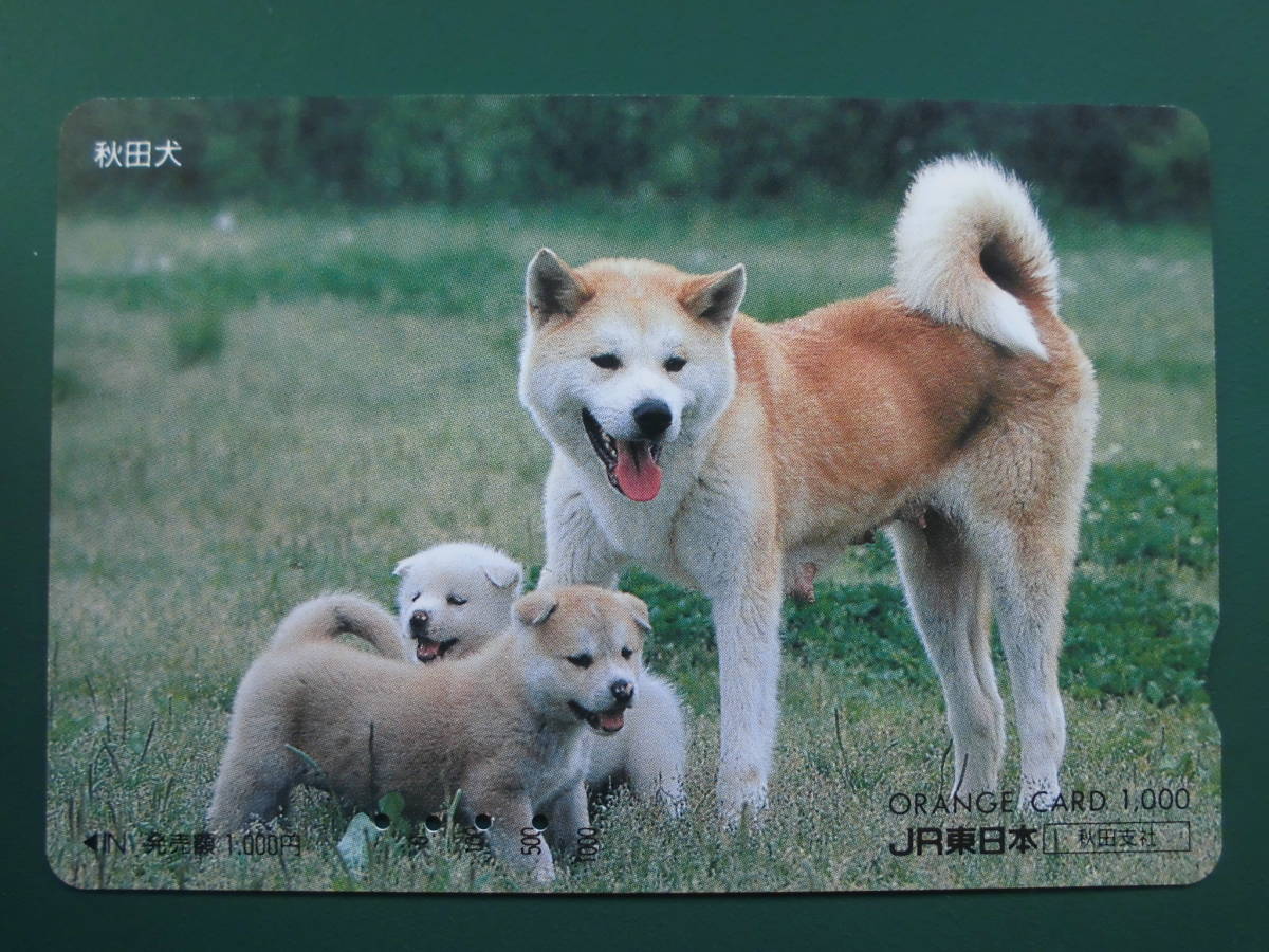 JR東 オレカ 使用済 秋田犬 ② 【送料無料】拍卖