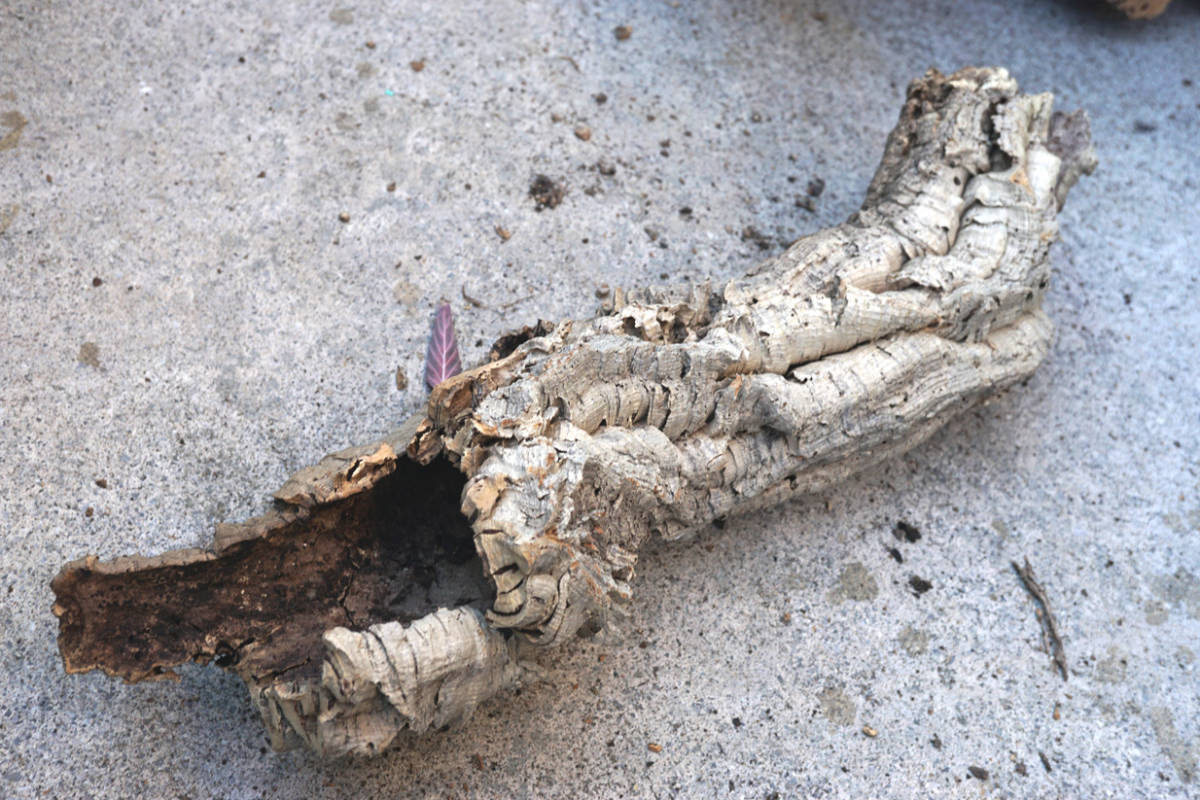 特大 キャノン コルク 樹皮 約60cm 【品番:N36】 洋蘭 原種 チランジア エアープランツ 熱帯植物 ラン シェルター拍卖