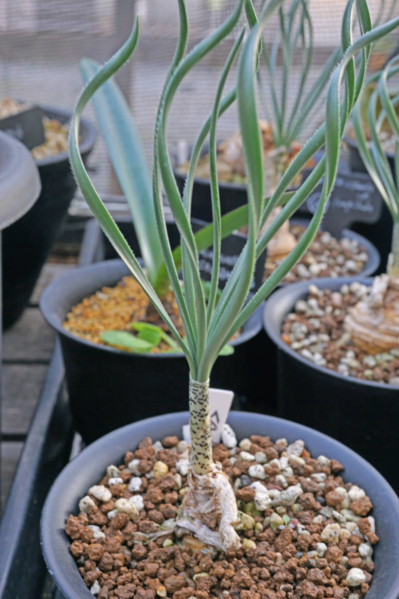 Gethyllis ciliarus subsp longituba  SA6 ゲチリス拍卖