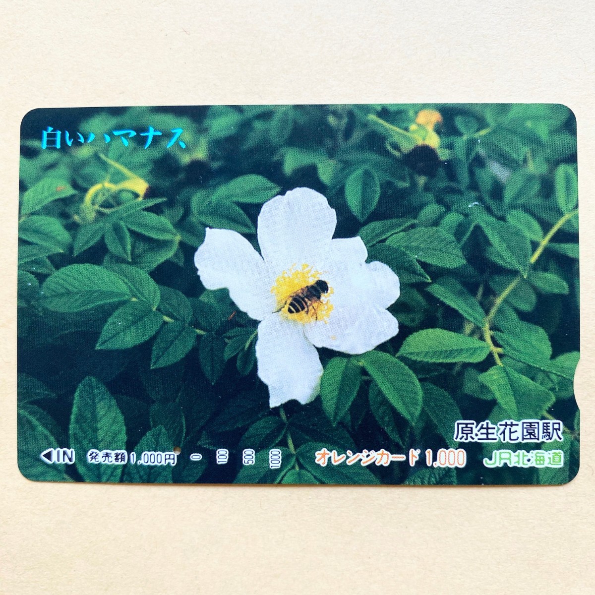【使用済】 花オレンジカード JR北海道 白いハマナス拍卖