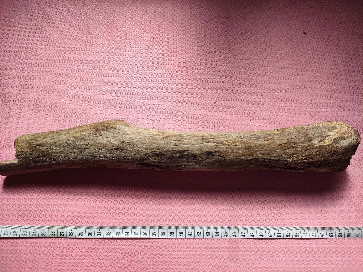 北海道産流木(海で採取)39cm拍卖