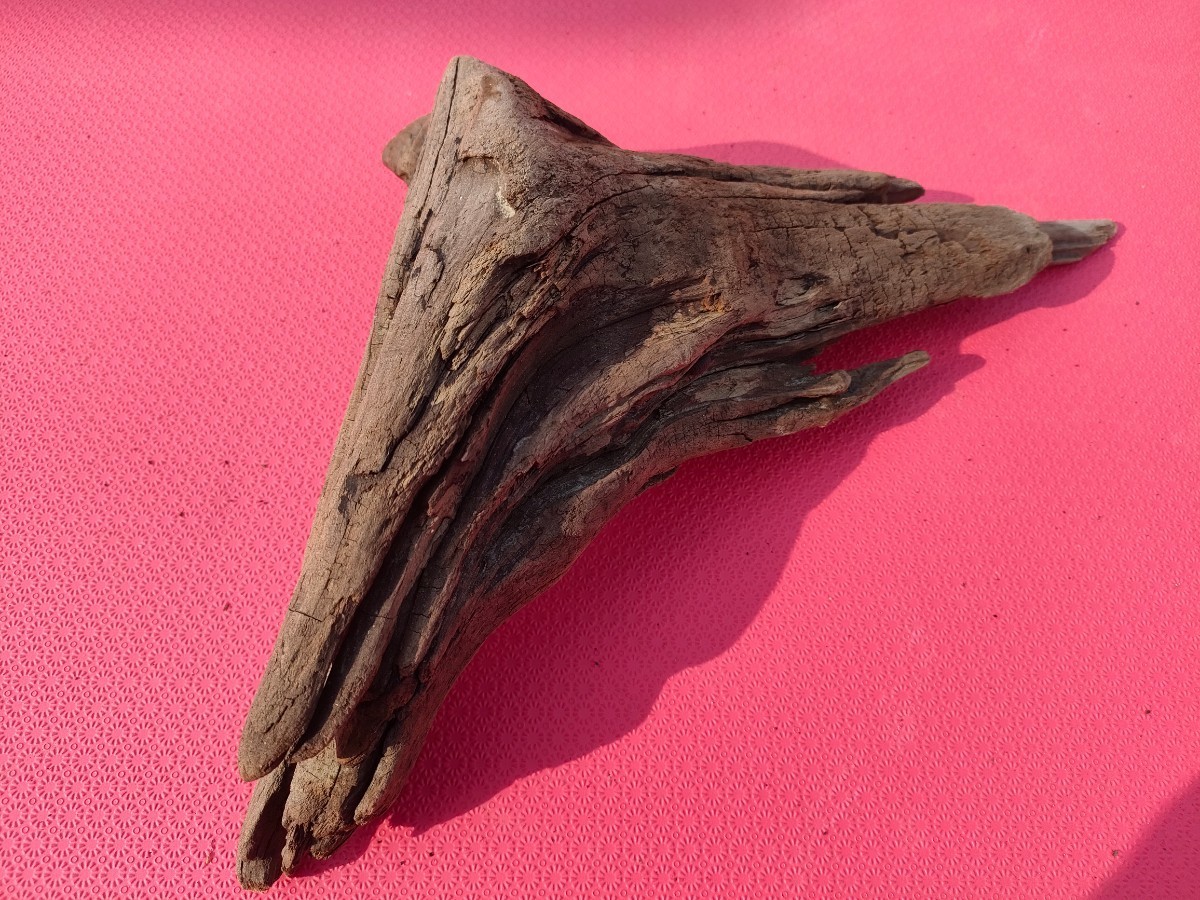 【送料無料】北海道産流木(海で採取)35cm アクアリウム テラリウム ペット飼育 熱帯魚 爬虫類 昆虫 隠れ家としても拍卖