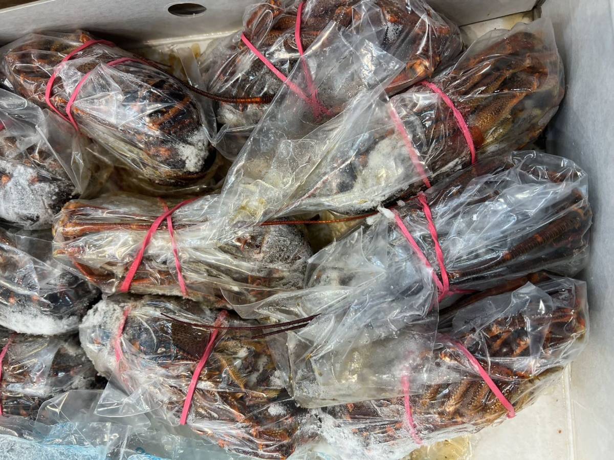 冷凍 伊勢海老 1個 約200g 3個セット拍卖