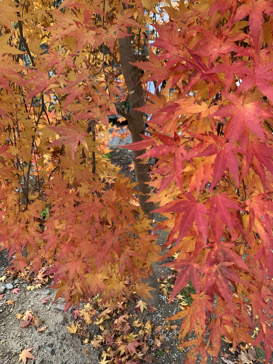 すだれもみじ 紅葉 挿し穂 10本 ■送料無料(流泉 夏緑 枝垂れ しだれもみじ かえで 挿し木) 庭園木 庭木 モミジ もみじ 植木拍卖