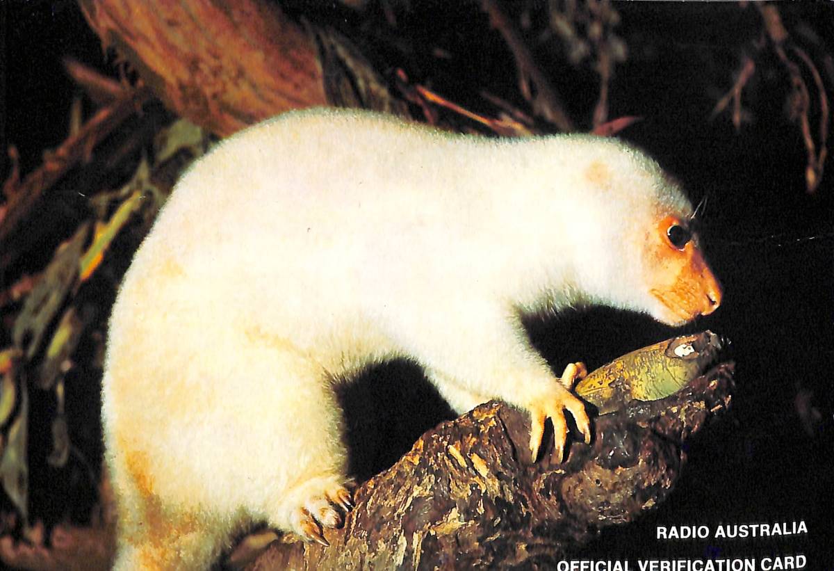 BCL★ベリカード★ラジオ・オーストラリア+おまけ★SONY★ソニー★ワールドゾーン33★CRF-330Kカラーサービスガイド付拍卖