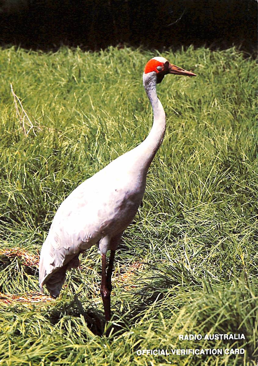 ①BCL★希少ベリカード★ラジオ・オーストラリア+おまけ★ナショナル★NATIONAL&PANASONIC★RF-3000A&C英文サービスマニュアル付 拍卖