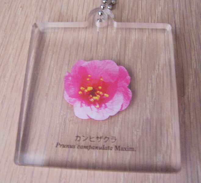 桜■中古★サクラ★アクリルマスコット★カンヒザクラ■サイエンステクニカラー拍卖