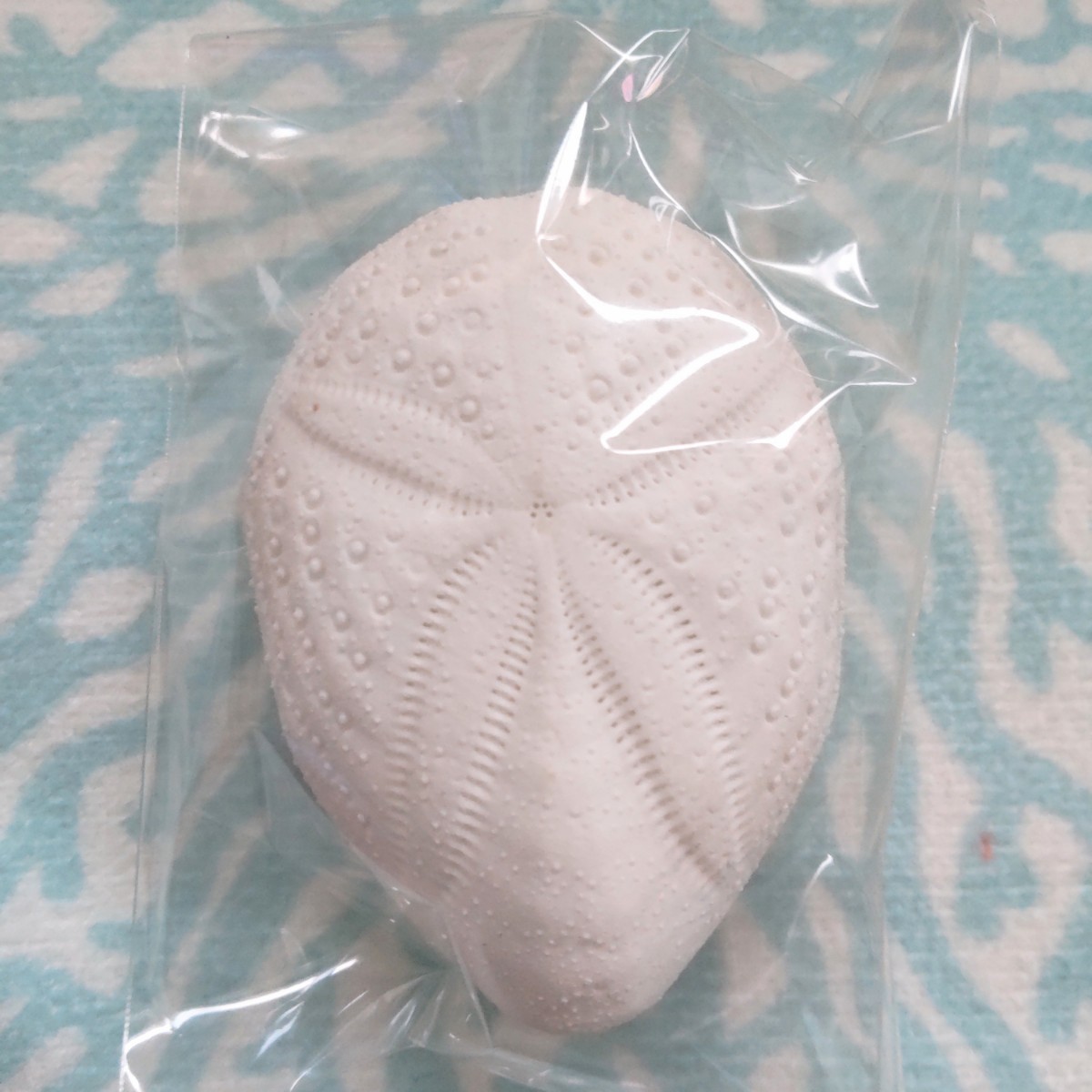 オニヒメブンブク ブンブク シービスケット 貝がら 貝殻 貝 微小貝 シェル ウニ殻 白 天然 ハンドメイド 材料 素材 パーツ 工作 B拍卖