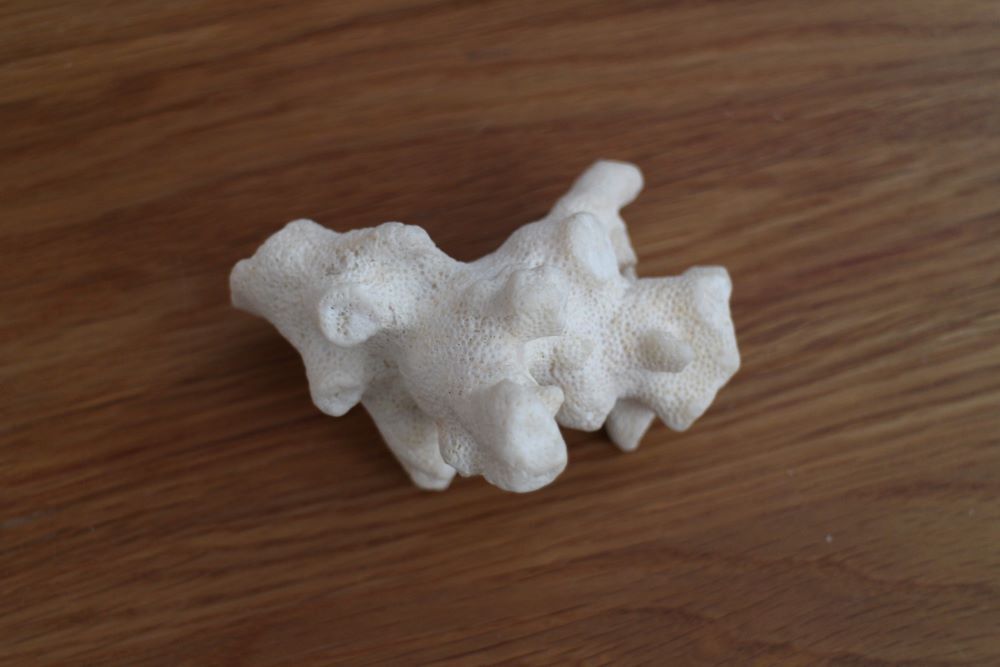 【賢くお買い物♪】海と繋がろう 天然 サンゴ珊瑚乾燥ドライ 約9cm×7cm 海の物 貝殻 オブジェとして コレクション 古代の神秘珊瑚虫拍卖