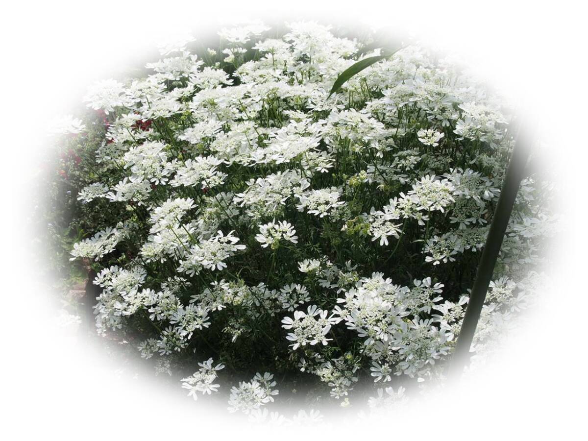 オルレア オルラヤ 60粒 種 こぼれ種が期待できます 7年自家採取 花が大好き拍卖