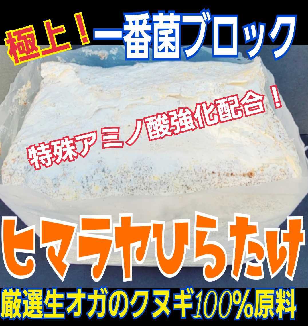 送料無料☆極上!初菌使用☆ヒマラヤひらたけ菌糸ブロック☆トレハロース・ローヤルゼリー強化配合!オオクワに抜群☆産卵床に使うと爆産!拍卖