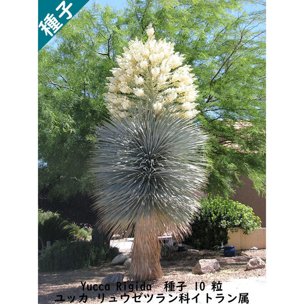 種子 種 Yucca Rigida ユッカ リュウゼツラン科 イトラン属 種子 10粒拍卖