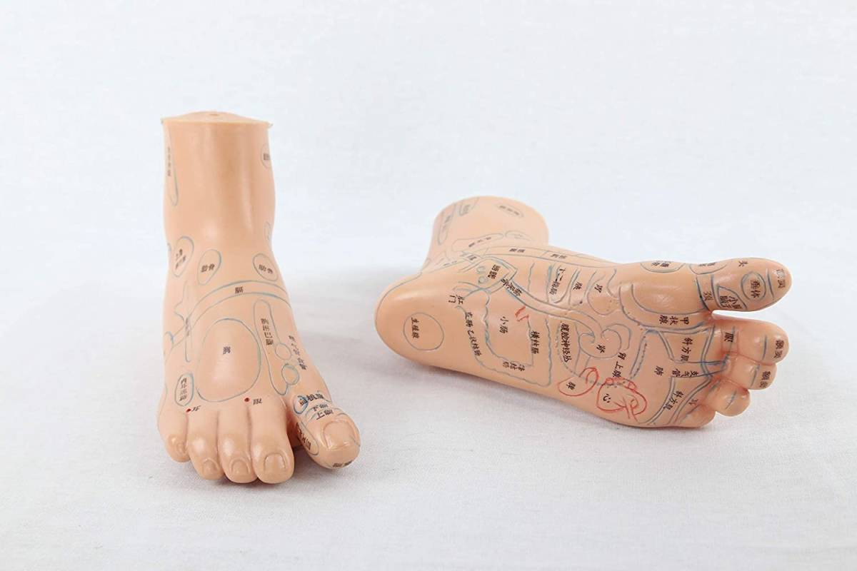 ☆格安  足経穴反射区模型拍卖