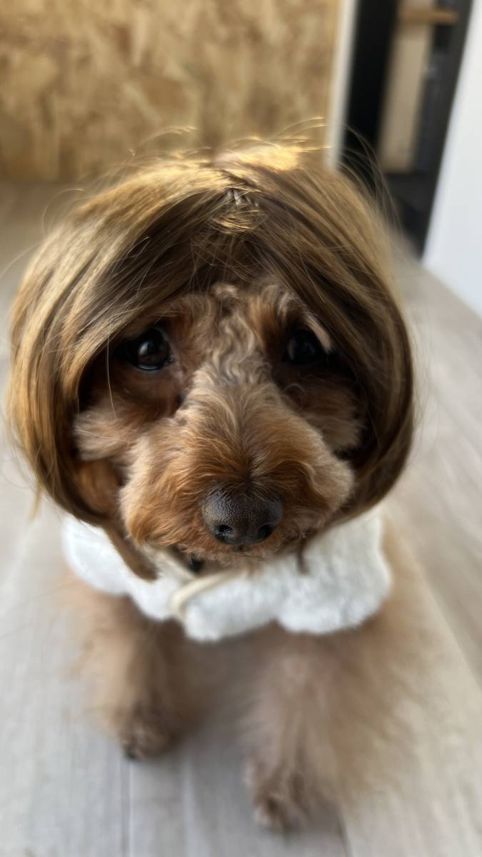 犬用 カツラ 小型犬用 トイプードル 髪 コスプレ ウィッグ かつら 被り物 チワワ シーズー ダックス 柴犬 パグ ミニチュアシュナウザー拍卖