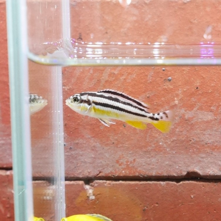 熱帯魚 イエローストライプシクリッド 3匹 ※カラー/雌雄の指定不可 アフリカンシクリッド拍卖