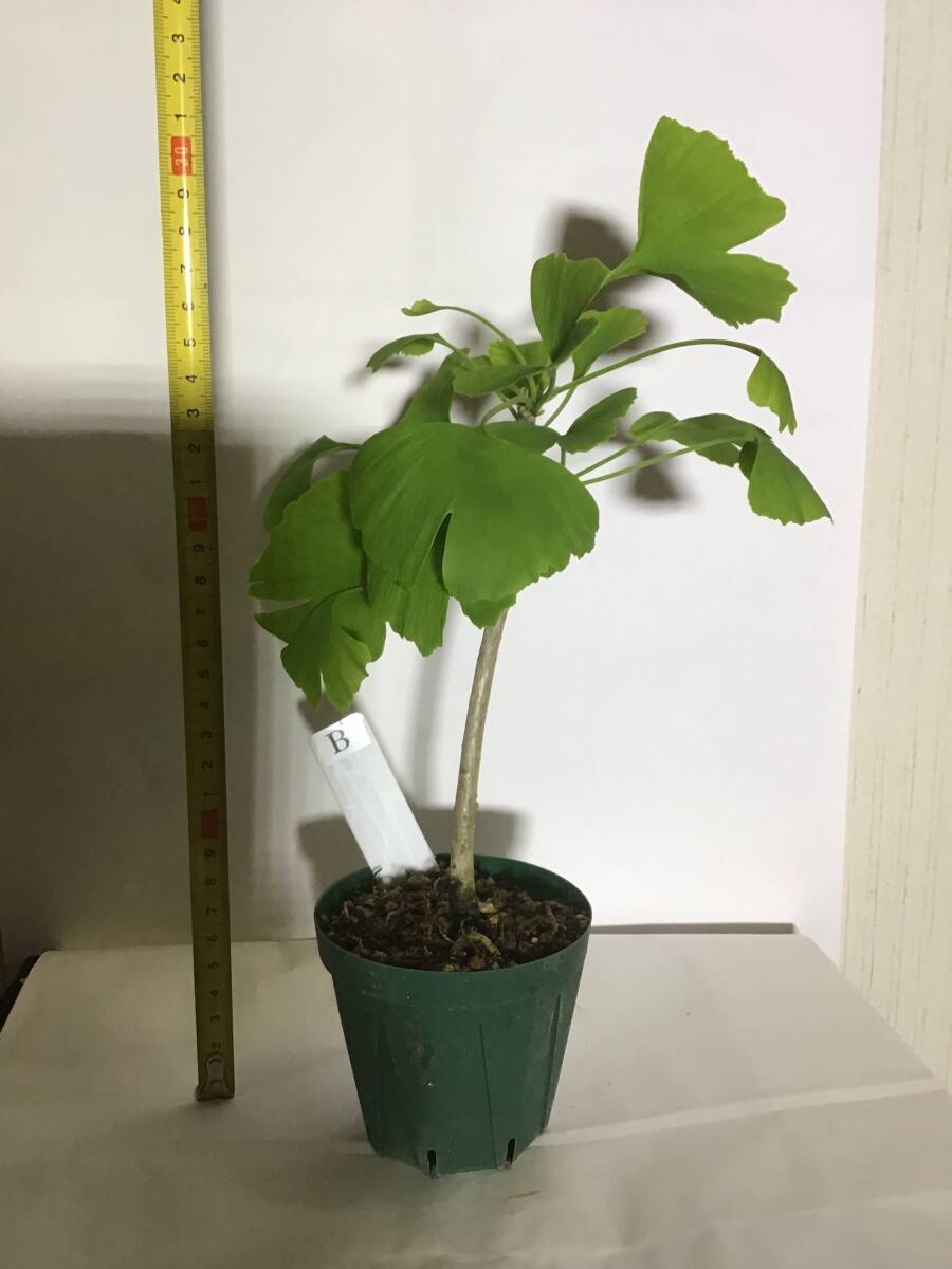 イチョウ いちょう 銀杏 実生素材 B拍卖