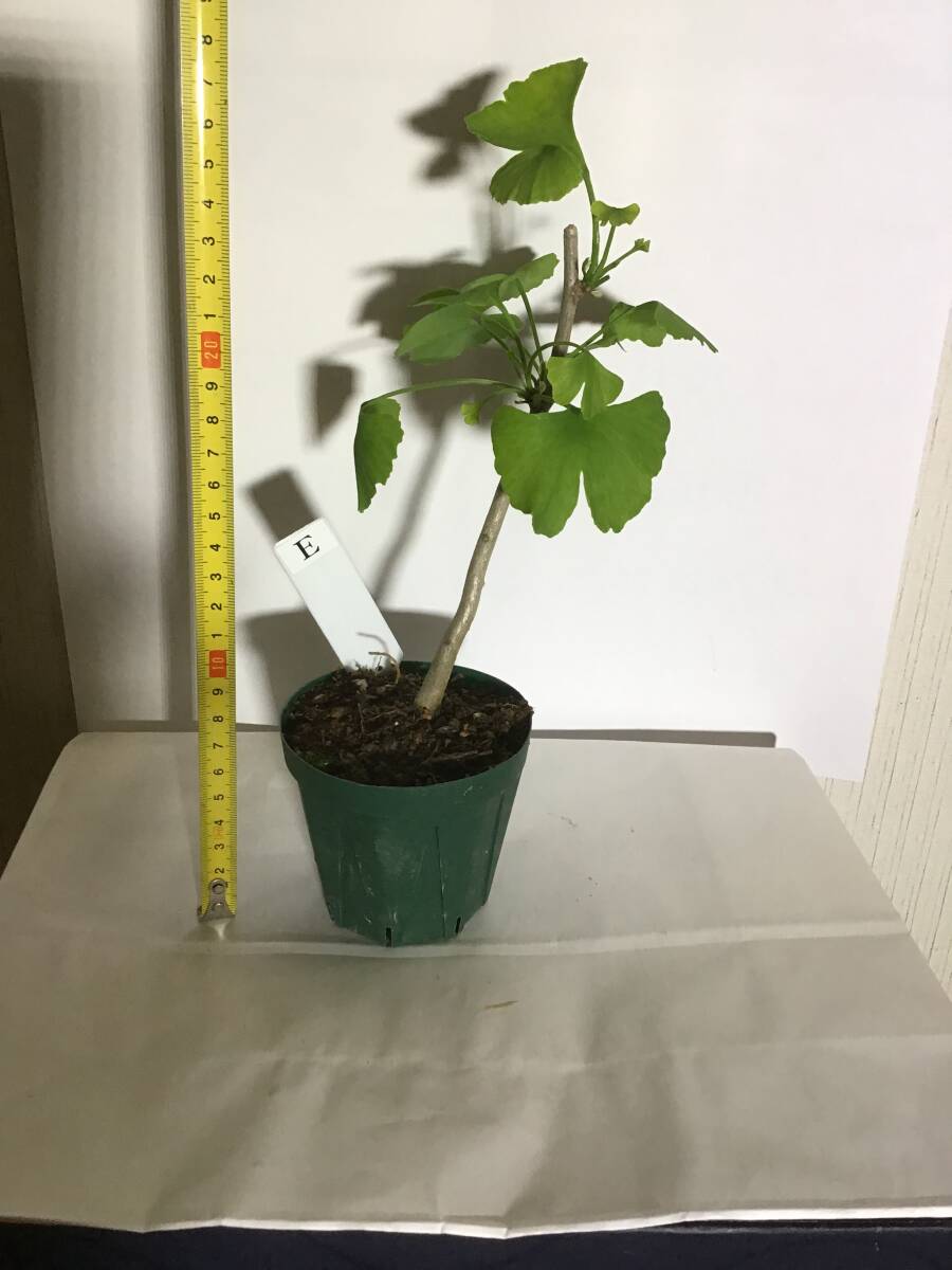 イチョウ いちょう 銀杏 実生素材 E スリット鉢拍卖