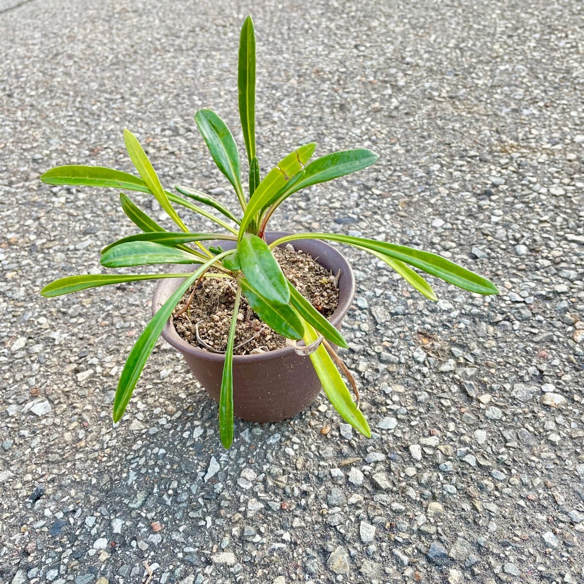 ガザニア  ホワイト 苗拍卖