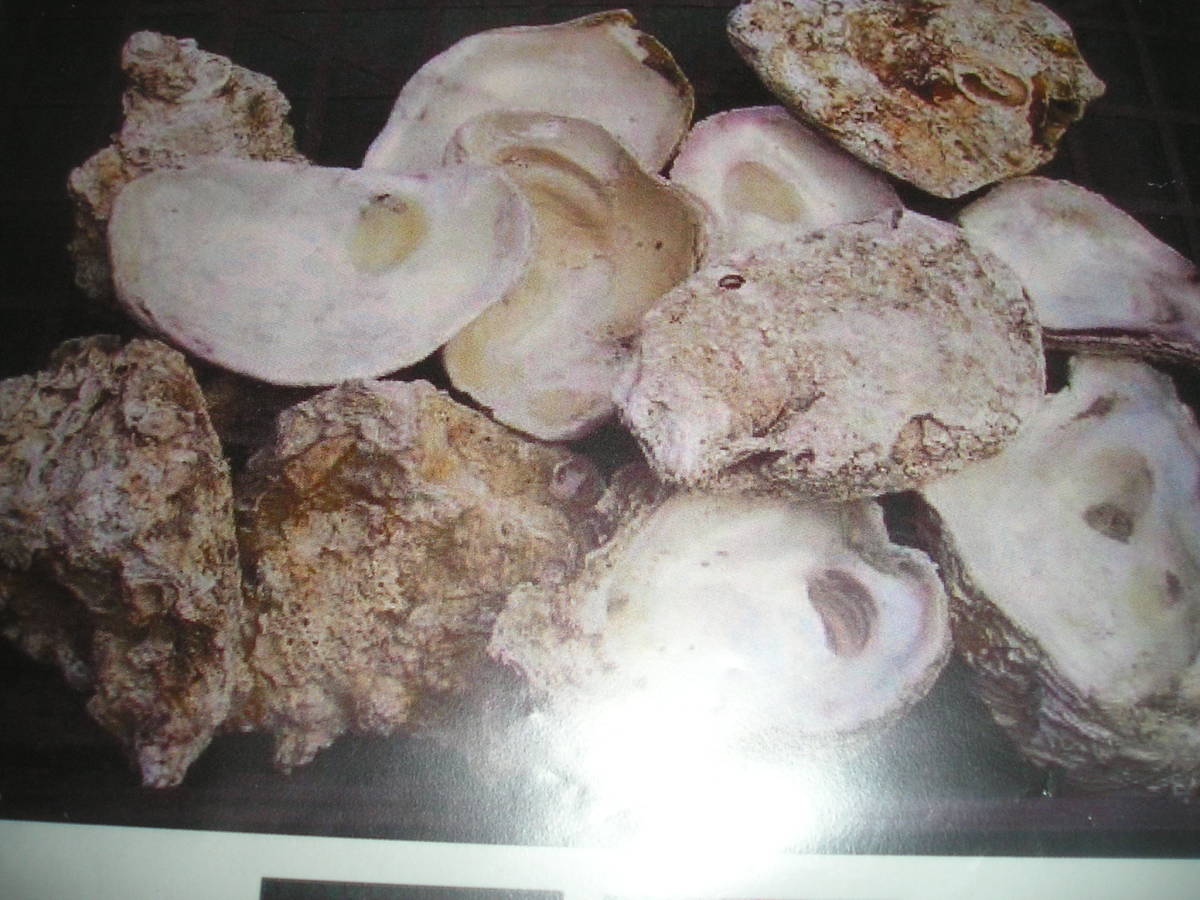 日本海の長持ちする天然岩ガキ 錦鯉飼育で水質調整の必需品15K拍卖