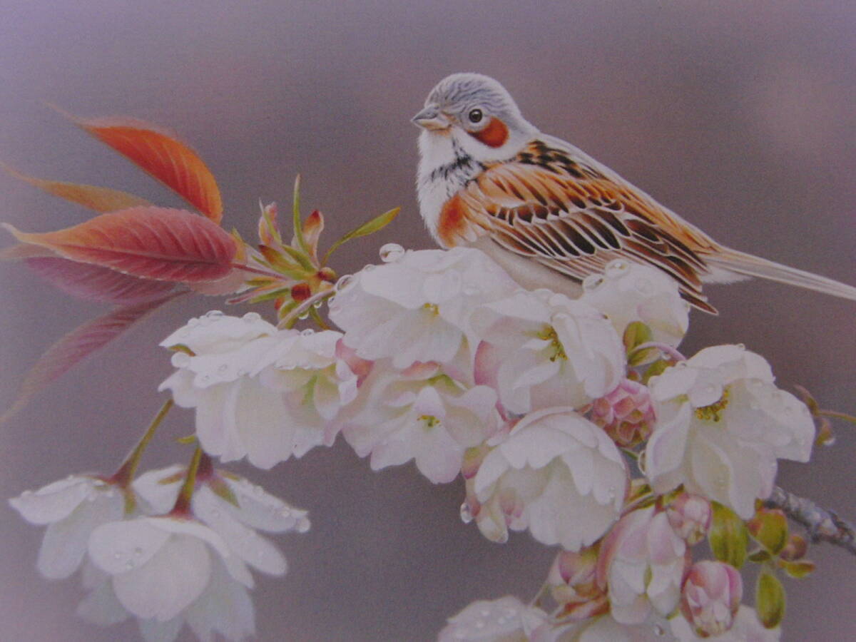 山地司、【八重桜とホウアカ】、希少な額装用画集より、厳選、新品額装、マット額装付、状態良好、送料込み拍卖
